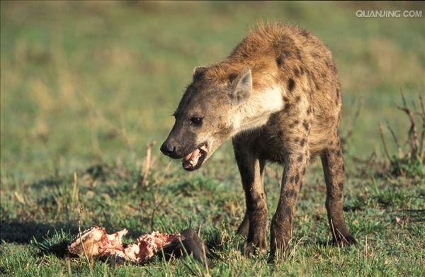  p>斑鬣狗(学名: i>crocuta crocuta /i>):又名斑点鬣狗,体长约95-160