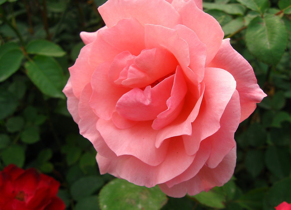  p>四大切花为月季,菊花,香石竹(即康乃馨),唐菖蒲(即剑兰).