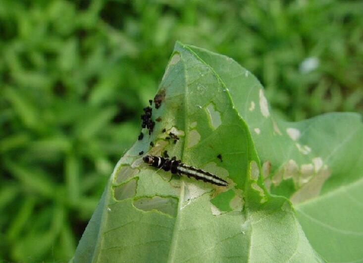  p>昆虫名,为鳞翅目,麦蛾科.分布华北,华东,华中,华南,西南等.