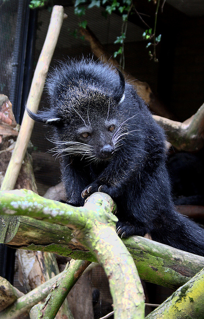  p>熊狸(学名: i>arctictis binturong /i>)别名熊灵猫,为灵猫科下的