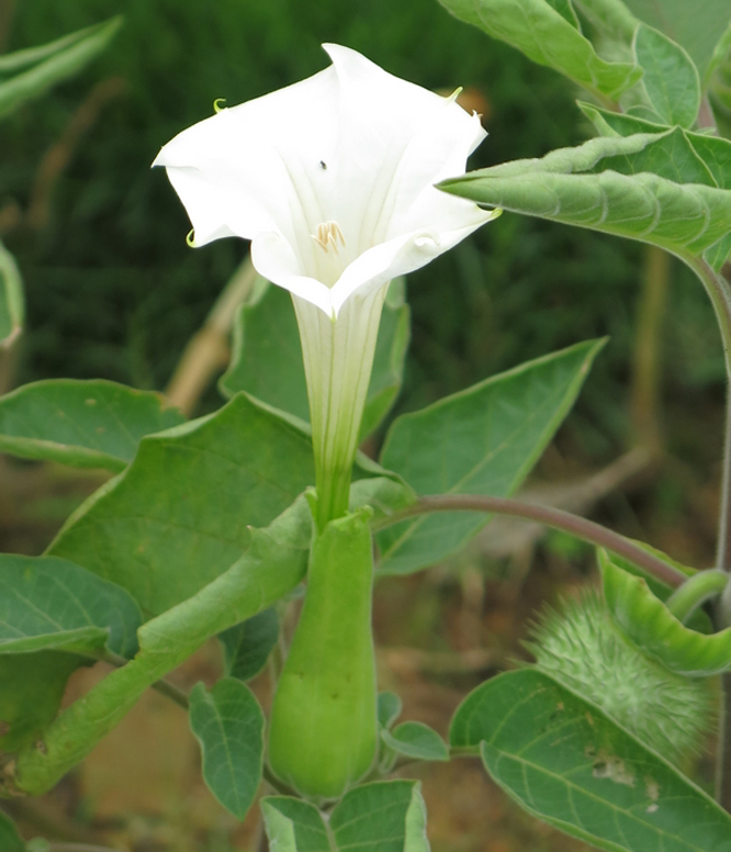 p>毛曼陀罗(学名: i>datura innoxia /i> mill.)是茄科曼陀罗属植物.