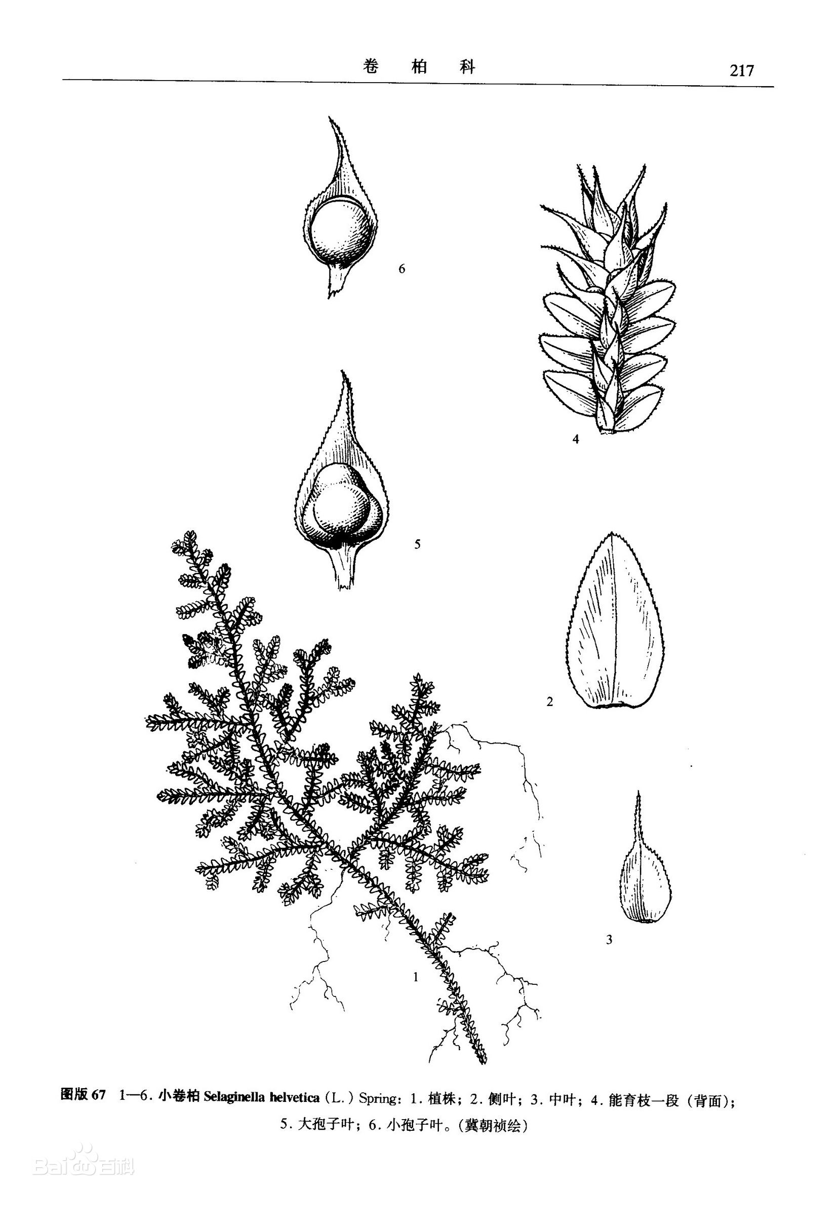 selaginella helvetica (l.) spring