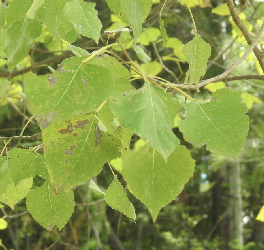  p>加杨(学名: i>populus × canadensis  /i>moench)是杨柳科杨属