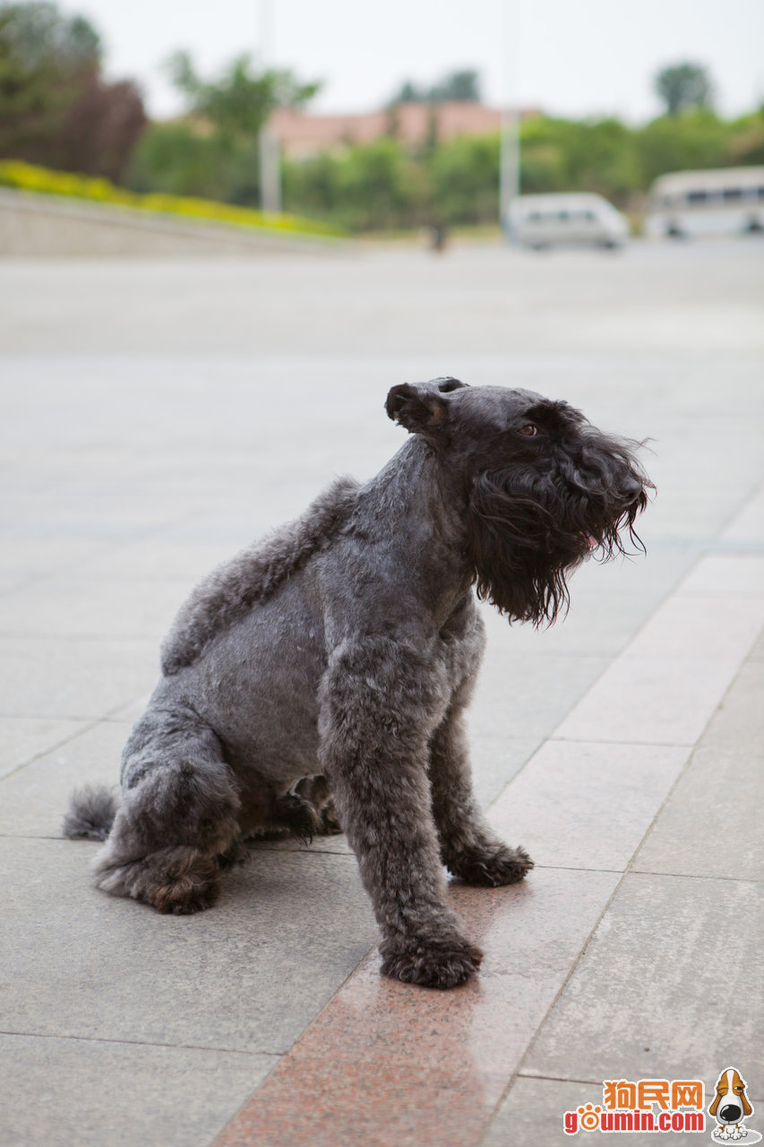  p>凯利蓝梗又称 a href="#" data-lemmaid="544724">爱尔兰梗 /a>是 