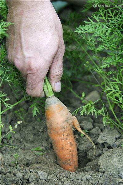 是伞形科,胡萝卜属野胡萝卜的变种,一年生或二年生 a target="_blnkk
