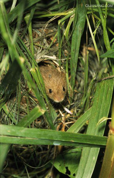  p>巢鼠( i>micromys minutus /i>)又称燕麦鼠,圃鼠,矮鼠等,因其在