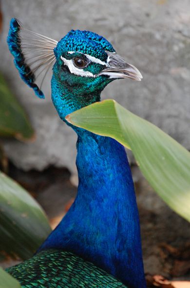  p>蓝孔雀(学名: i>pavo cristatus /i>):体长90-230厘米,翼展130-160