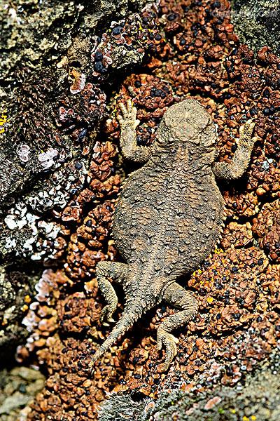 coronatum blainvile,别名冠状角蜥,英文名horned toad,horned lizard