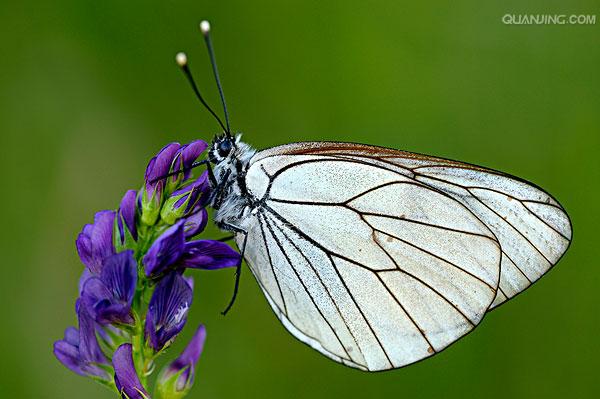  p>绢粉蝶(aporia crataegi linnaeus)是鳞翅目 a href="#">粉蝶科 /a