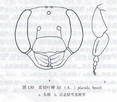 柔切叶蜂
