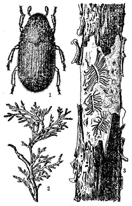  p>柏肤小蠹,别名柏树小蠹,柏木合场肤小蠹,属昆虫纲,鞘翅目,小蠹虫科