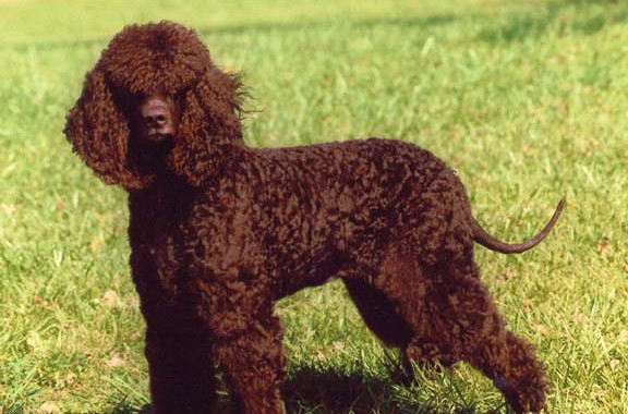  p>爱尔兰水 a href="#">猎犬 /a>是一种漂亮的,结构坚固的运动犬