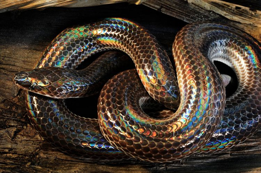  p>海南闪鳞蛇( i>xenopeltis hainanensis /i>&nbsp;hu and zhao