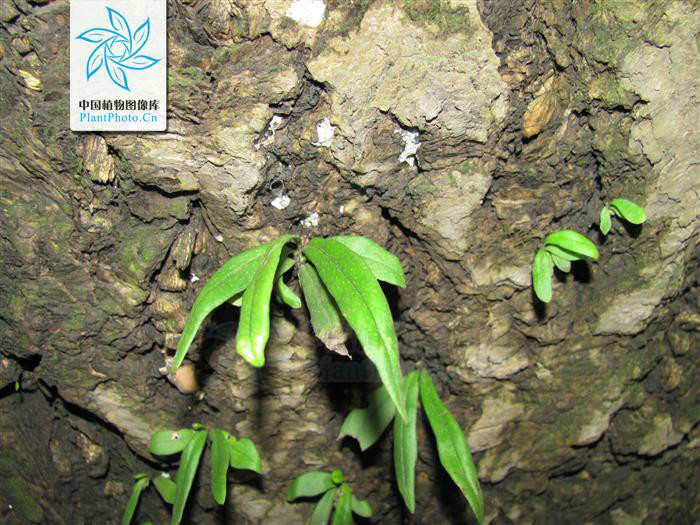 叶簇生;几无柄;叶片似匙状或倒披针形,长3-7厘米