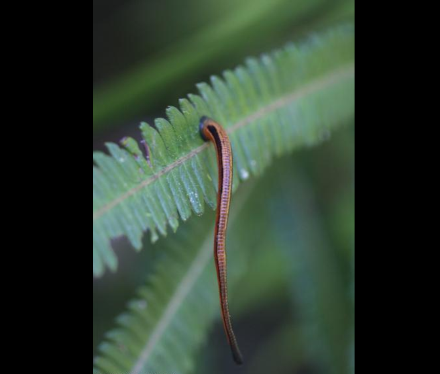 山蛭俗称旱<a target="