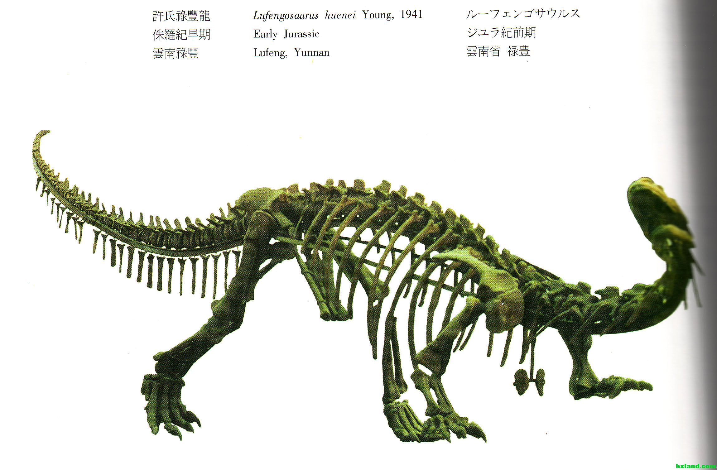  p data-id="go0bpgvj6f">禄丰龙是恐龙的1属,因模式标本发现于中国 a