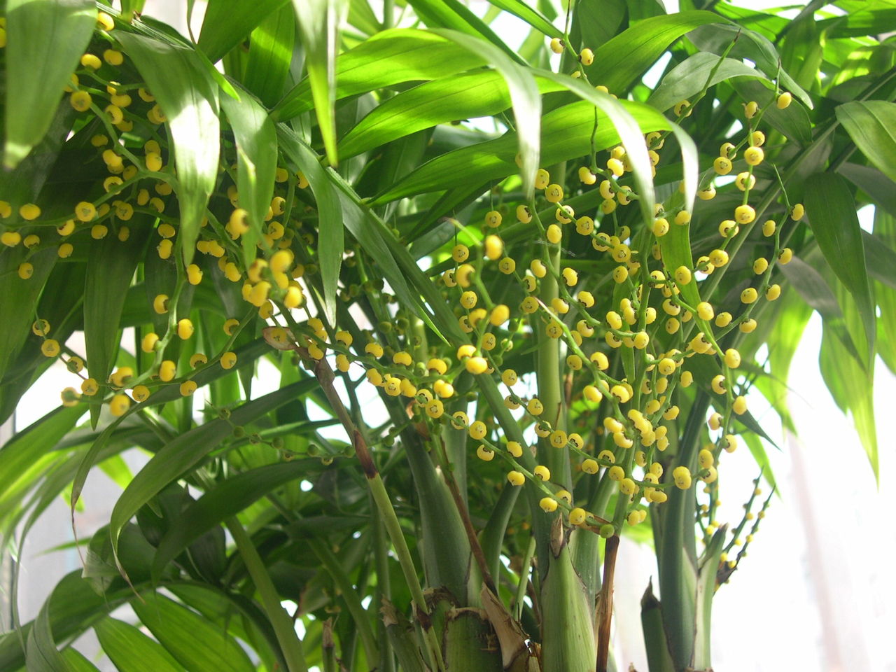  p>富贵椰子学名为拱叶竹节椰( i>chamaedorea cataractarum /i> mart