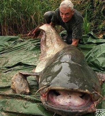  p data-id="go0ba4a6lp">食人鲶,是一种大型鲶鱼,分布在印度,尼泊尔.