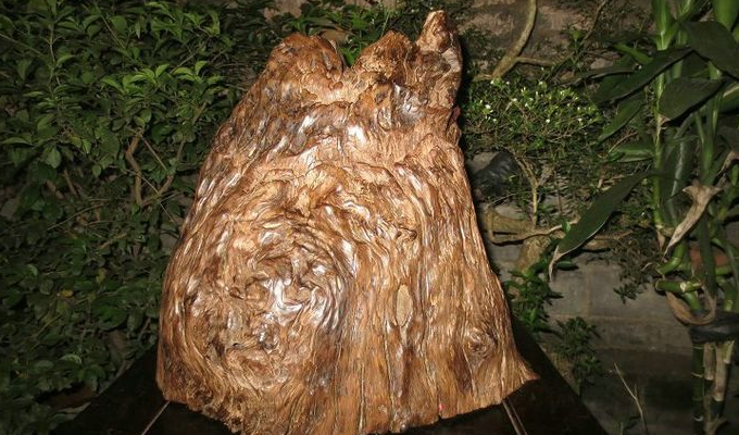  p>紫荆木属(学名madhuca j. f. gmel.