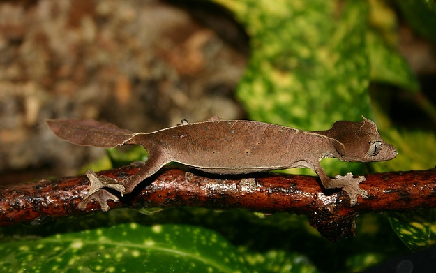 撒旦叶尾壁虎