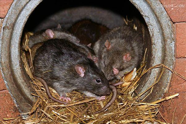 p>褐家鼠(学名 i>: /i> i>rattus norvegicus /i>),也称为褐鼠,大家
