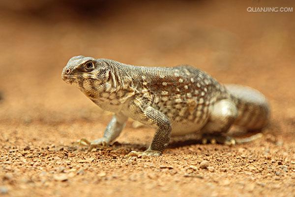 dipsosaurus dorsalis