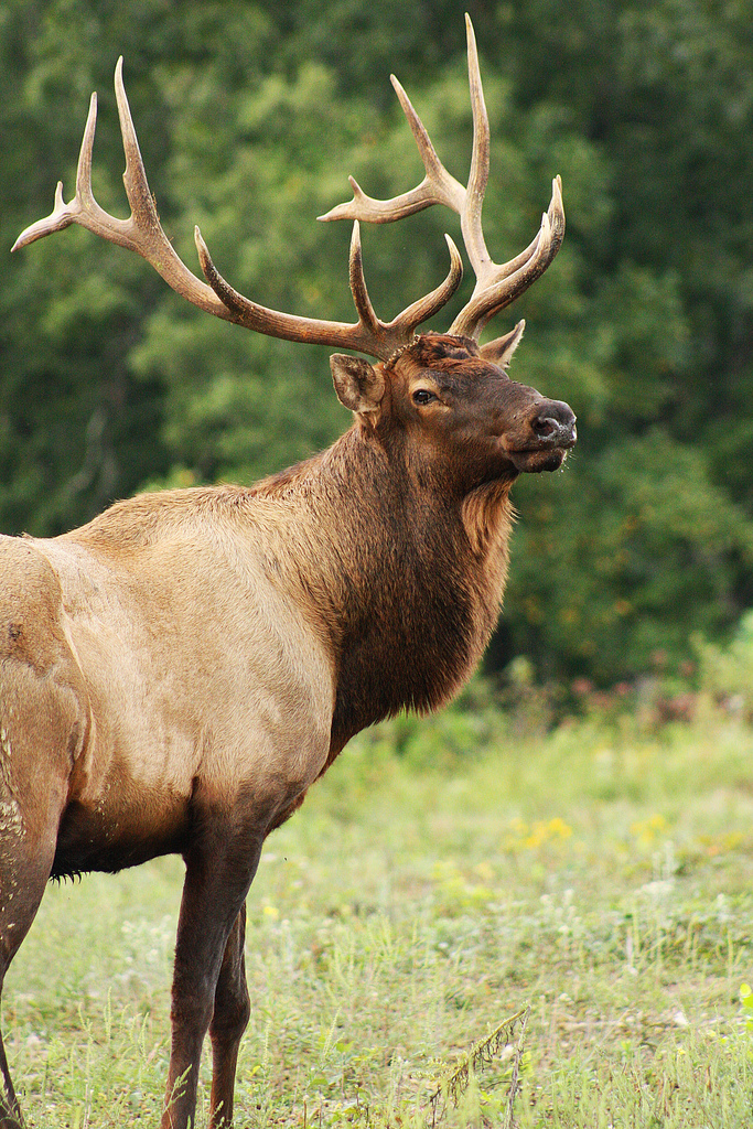  p>马尼托巴马鹿是一种脊索动物门, a target="_blank" href="/item