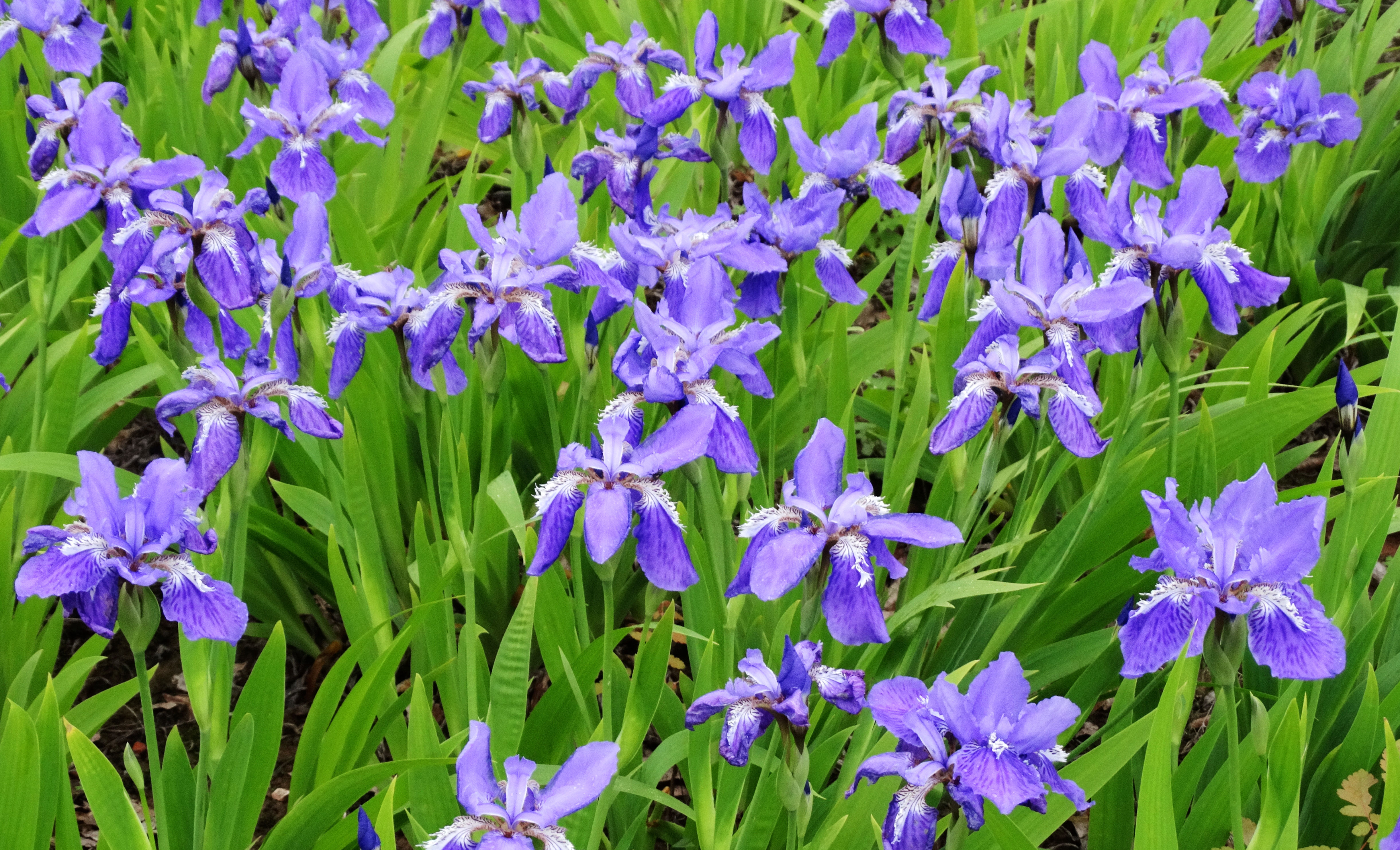 是鸢尾科鸢尾属植物,多年生草本.