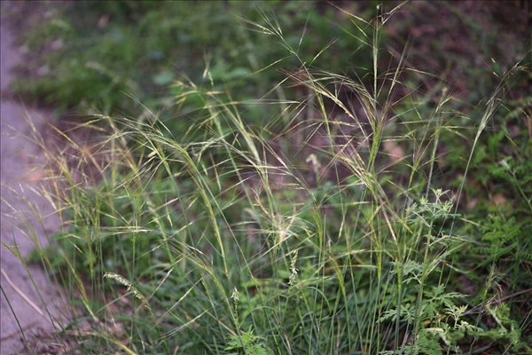aristida adscensionis linn.