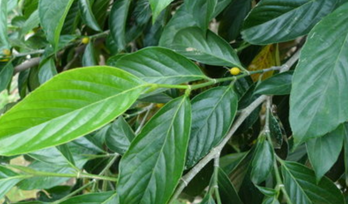  p>白颜树属(学名:gironniera gaud.