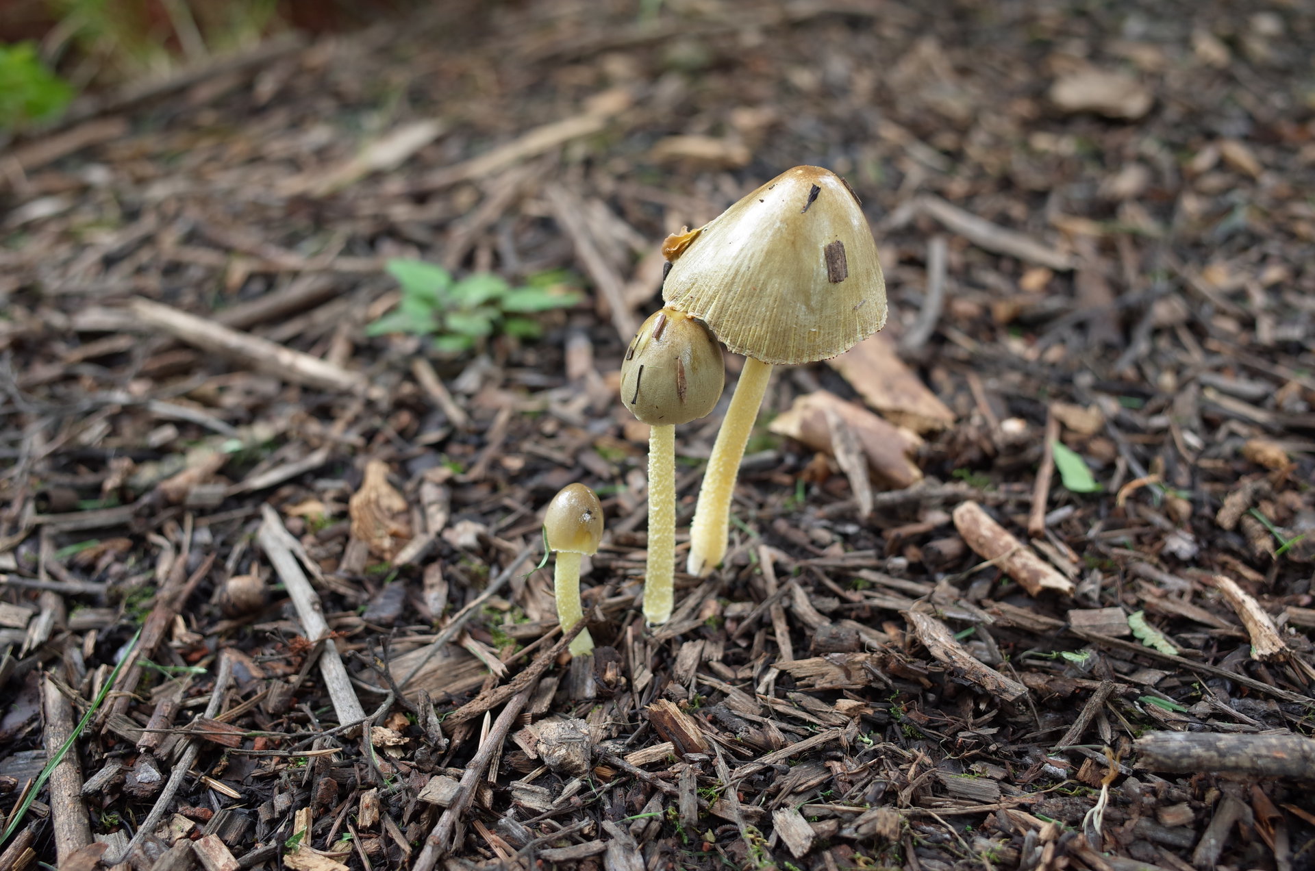  p>粪锈伞 i>bolbitius vitellinus /i>(pers.)fr.