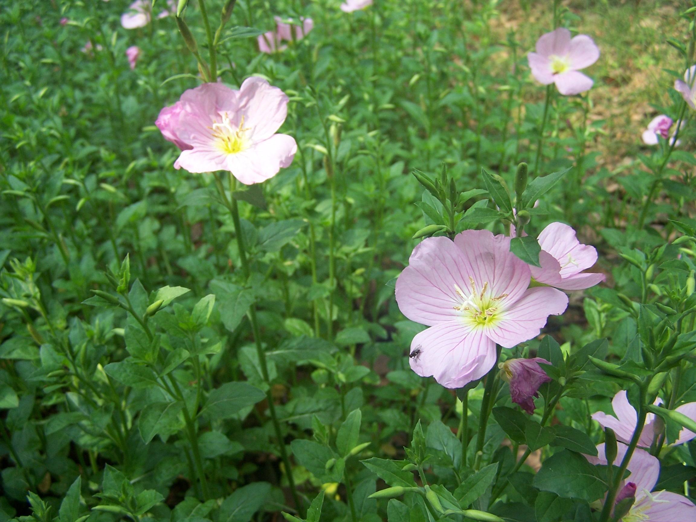 粉花月见草