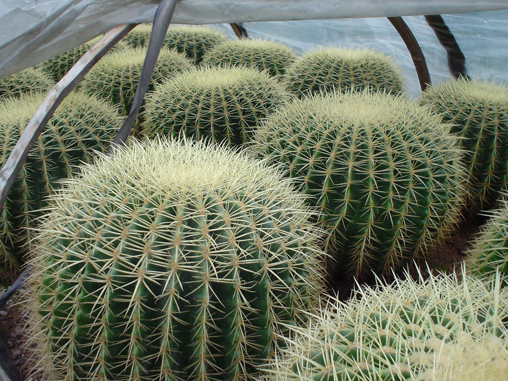 是仙人掌科,金琥属多年生 a target="_blank" href="/item/草本">