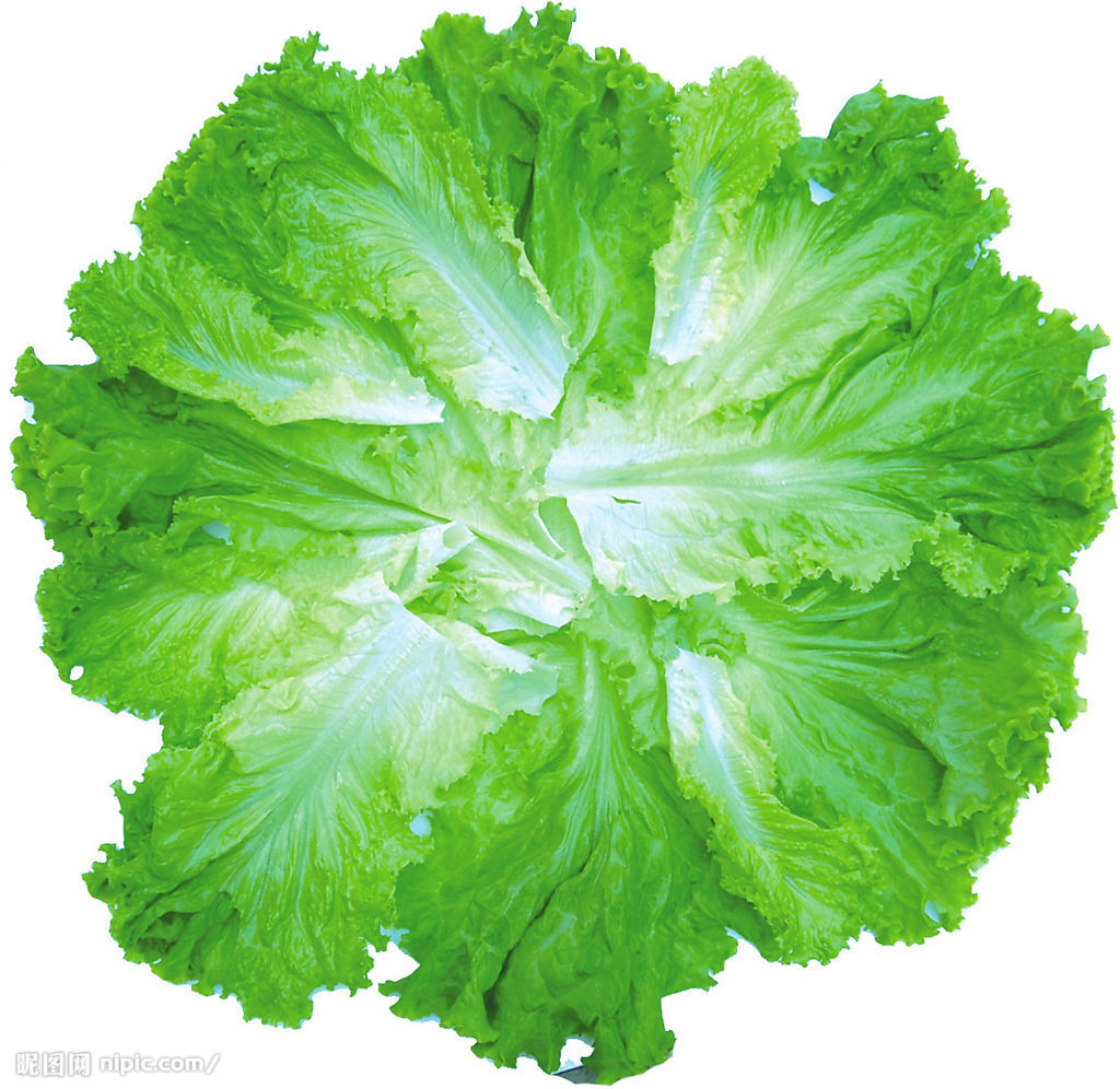  p>白菜(学名: i>brassica rapa /i> var.