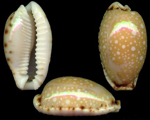  p>梨皮宝螺(学名:erosaria labrolineata labro