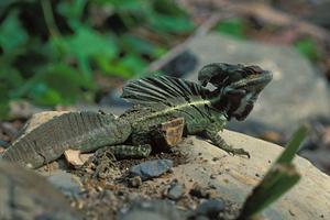  p>鬣蜥科(学名:agamidae)指的是 a href="#" data-lemmaid="3516708"