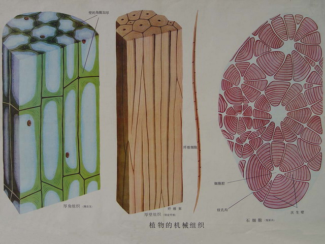  p> a href="#" data-lemmaid="2635170">机械组织 /a>(mechanical