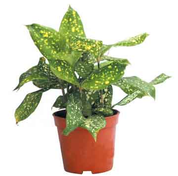  p data-id="gn95t7qe4j">星点木,又名星虎斑木,星点千年木,龙舌兰科