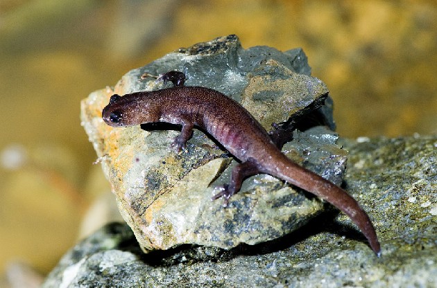  p>台湾小鲵(学名: i>hynobius formosanus /i>)是小鲵科,小鲵属属有