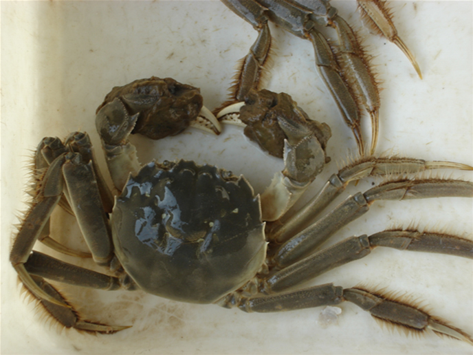  p>方蟹科(grapsidae)包括一些头胸甲呈方形,额缘较宽而眼柄较短的蟹