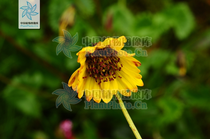 是桔梗目菊科下的一属植物,分布于 a href="#" data-lemmaid="4608"