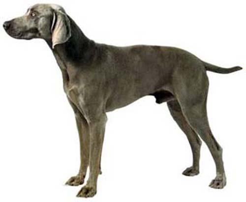  p>威玛猎犬(weimaraner)又称 a href="#" data-lemmaid="10426004">