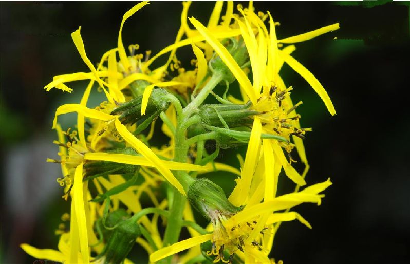  p>多年生 a href="#">草本 /a>.根肉质.茎直立.