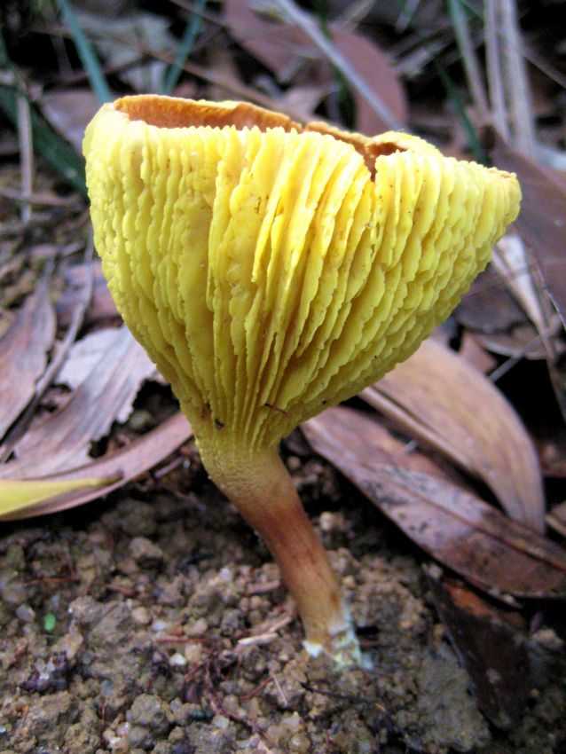  p>红黄褶孔牛肝菌,伞菌目, a target="_blank" href="/item/牛肝菌科