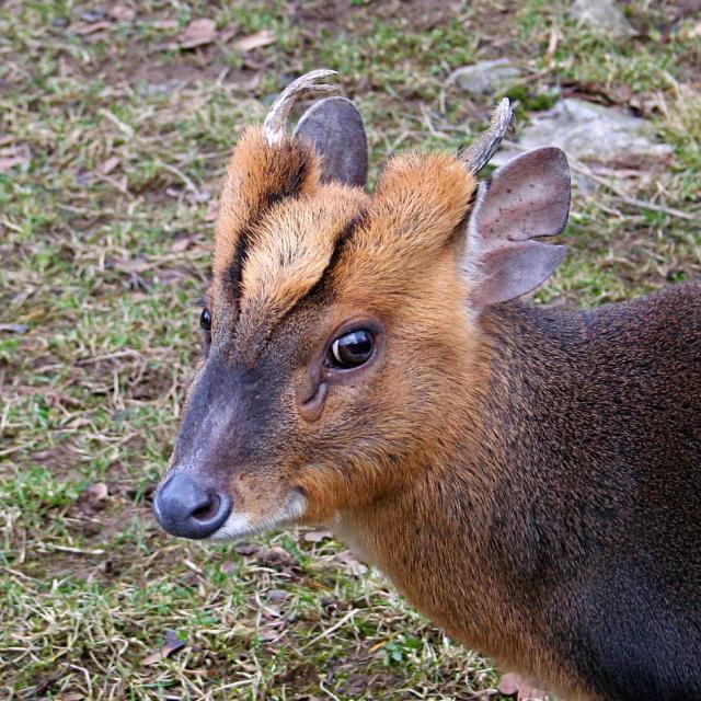 formosan reeves muntjac