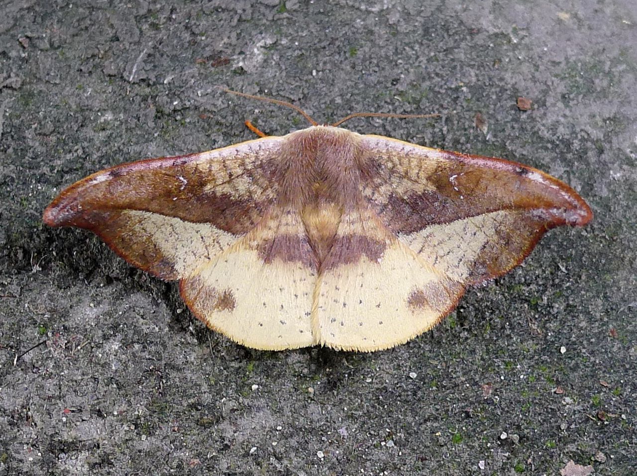 wang,1988),是属于 a target="_blank" href="/item/钩蛾科/10081547"