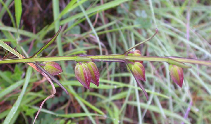  p>翅茎草属,pterygiella oliv, a href="#" data-lemmaid="8596528">