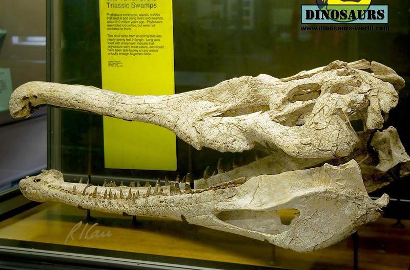 它们住在水中,主要以鱼和小形爬行类维持生活.一些植龙可以长到很大.