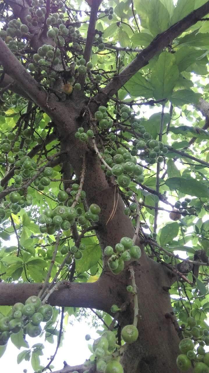 ficus auriculata lour.