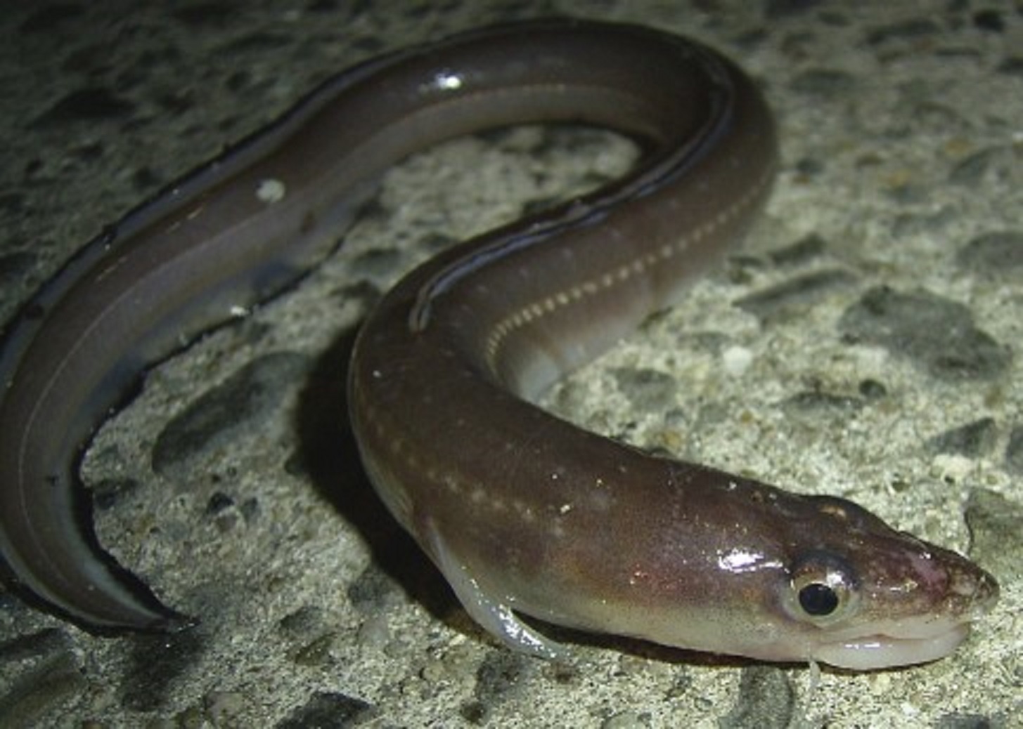 8074290" data-lemmaid="8074290">学名 /a>:conger japonicus)为 a